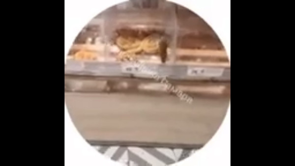 Видео: в Самарском магазине на прилавке с выпечкой обнаружили крысу