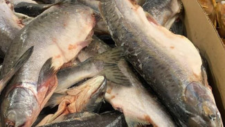 Самарские рыбаки обнаружили в Волге нефтяные пятна