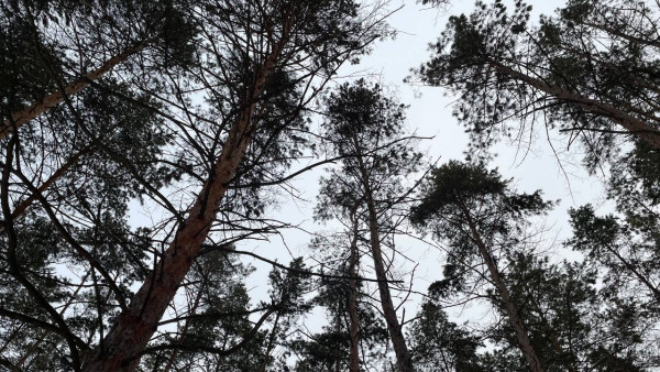 В Самаре на особо охраняемой природной территории неизвестные вырубили 15 сухостойных дубов