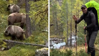 Туристы из Самары оказались в 50 метрах от голодных алтайских медведей