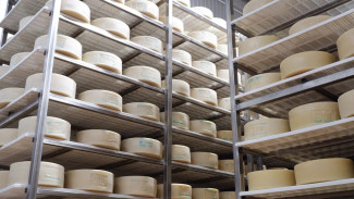 В Самарской области фермеры освоили производство изысканного сыра пекорино