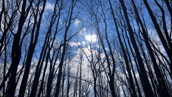Самарцев предупредили о высокой вероятности лесных пожаров