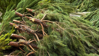 В Самаре полицейские закрыли нелегальный ёлочный базар