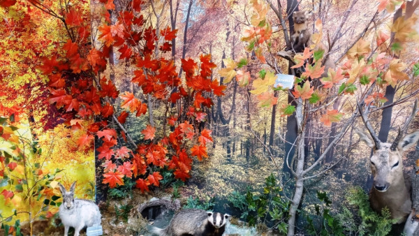 Школьники из Самарской области «создают историю» в проекте «Сто шагов по родному краю»