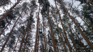 Волонтёры «ЛизаАлерт» нашли более тысячи человек в Самарской области