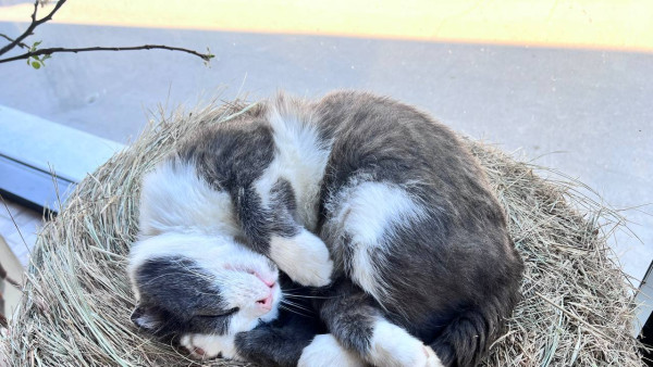 Синоптики дали прогноз на День Победы в Самаре