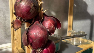 Роспотребнадзор предупредил самарцев об угрозе мышиной лихорадки