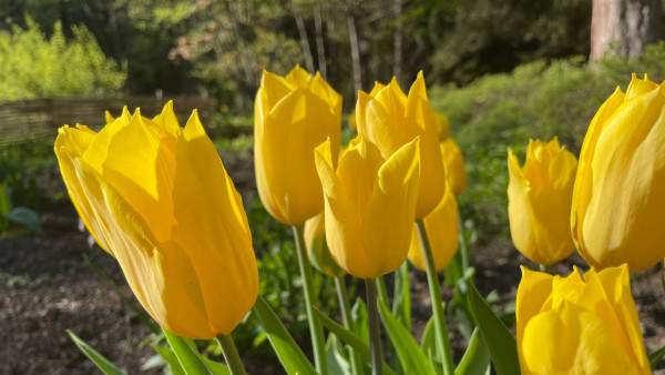 Народные приметы: 9 мая. Не делайте этого на Глафиру Горошницу, чтобы беда не пришла в дом