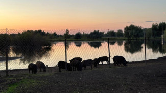 Появились кадры массового заплыва кабанов через Волгу под Самарой