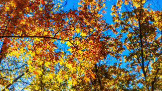 От дождя до мороза: синоптики рассказали о погоде на выходные в Самарской области