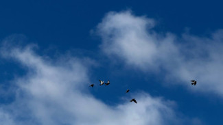 25 декабря в Самарской области объявили угрозу атаки БПЛА 