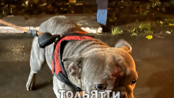 В Самарской области нашли пса с кровавой меткой на лбу