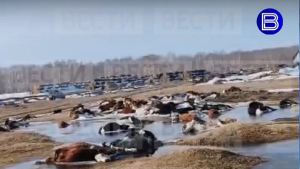 Чаты самарских фермеров: десятки трупов коров оттаяли на берегу озера Чаны
