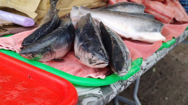 В Самаре руководитель рыбодобывающих предприятий заплатит штраф 1,5 млн рублей 