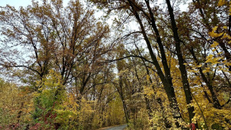 Самарские деревья в августе 2025 года атакуют опасные вредители