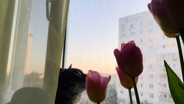 Сложности перевода: публикуем краткий словарь языка цветов к 8 марта