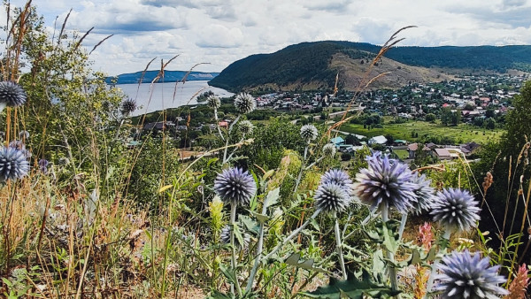 В Самарских Жигулях зацвел мордовник 