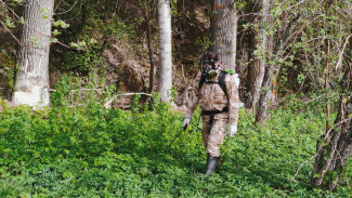 В Самарской области 2390 человек пострадали от укусов клещей