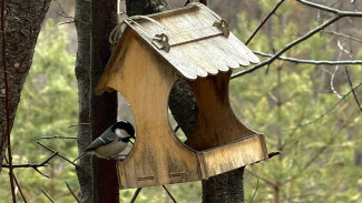 Стали известны сроки реконструкции парков Щорса и Воронежские озера в Самаре