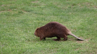 Под Самарой провели спасательную операцию по освобождению бобра