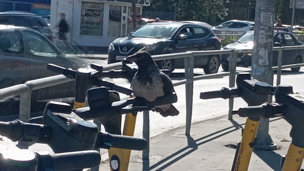 Самарцам хотят платить за фиксацию нарушений самокатчиков