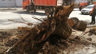 В Самаре пенсионерку придавило огромное дерево на ул. Арцыбушевской 14 апреля 2023 года