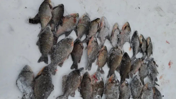 Караси, лещи и сети: в Самарской области поймали браконьера 