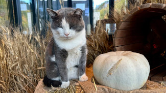 Самарцев хотят заставить маркировать домашних животных