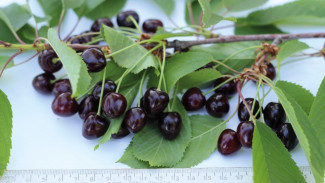 Самарские сорты черешни "Нюша", "Олечка" и "Лиза" вошли в Госреестр