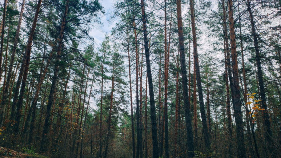 В Самарской области штрафом и условным сроком наказали "черного" лесоруба
