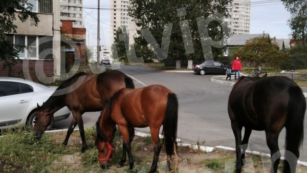 В Тольятти по улицам ходят лошади