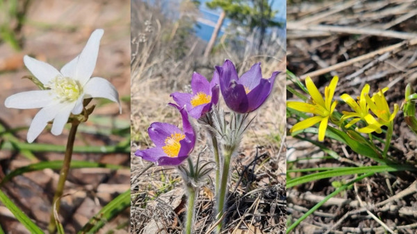 Специалисты просят не срывать первые подснежники в Самарской области
