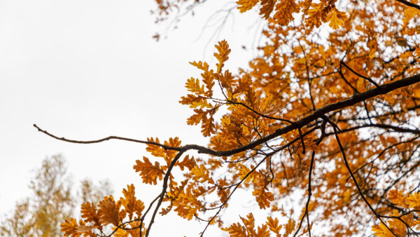 После первого снега Самару накроет аномальная половина октября