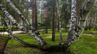 Жителям Самарской области запретили посещать леса