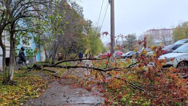 Валило деревья и даже остановку: появились последствия урагана в Самарской области