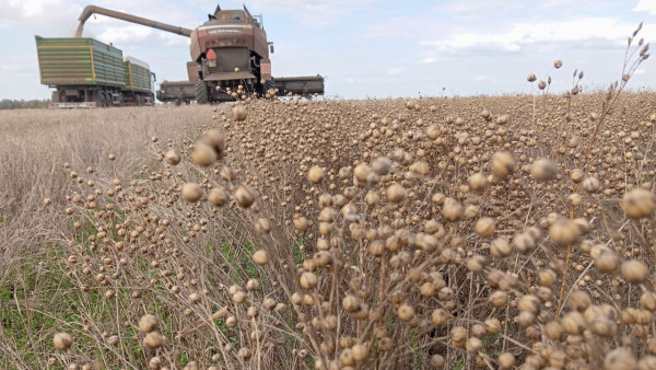 Россельхознадзор предотвратил незаконное применение пестицидов в Самарской области