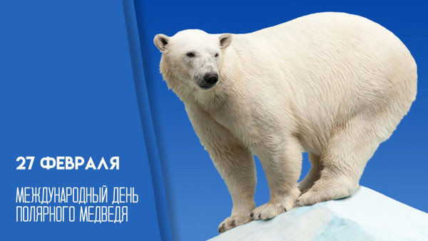 27 февраля — Международный день полярного медведя: все о хозяине льдов