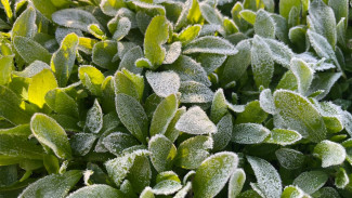 В Самарской области синоптики прогнозируют заморозки до -2°С