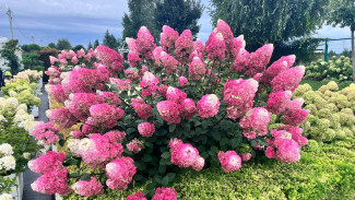 В Самарской области появится питомник гортензий: масштабный проект запустят в 2028 году