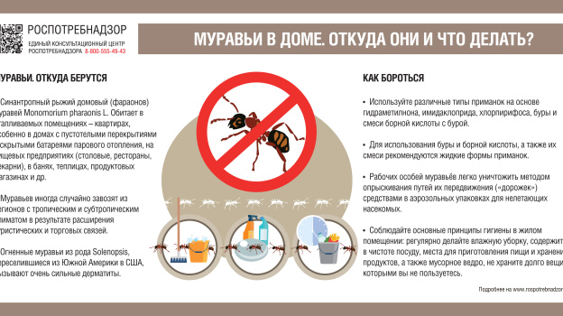 Как бороться с муравьями в комнате