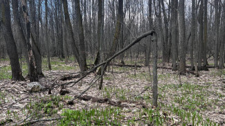 В Самарской области ввели запрет на посещение лесов с 19 по 21 апреля