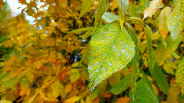 Народные приметы на 21 октября: не делайте этого в Пелагеин день, чтобы не привлечь финансовые трудности