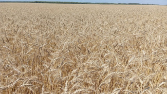 Россельхознадзор проверил более 3,5 млн тонн зерна из  Самарской и Саратовской областей