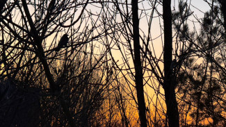 Иван Носков: "Временно вводим в Самаре режим повышенной готовности"