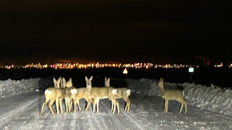 В Самарской области автомобилисты засняли стадо косуль 