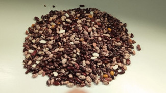 В Самарскую область через воздушное пространство прорвался опасный вредитель