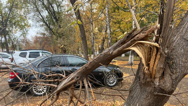 Жителей Самарского региона предупредили о сильном ветре 21 ноября 
