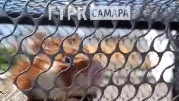 В Самарской области дачников атаковали хомяки