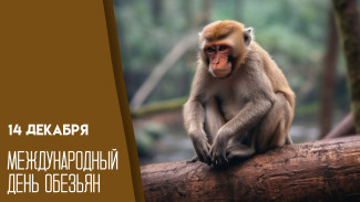 Дурачиться разрешается: 14 декабря весь мир отмечает День обезьяны 