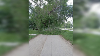 В Самаре на тротуар рухнуло дерево